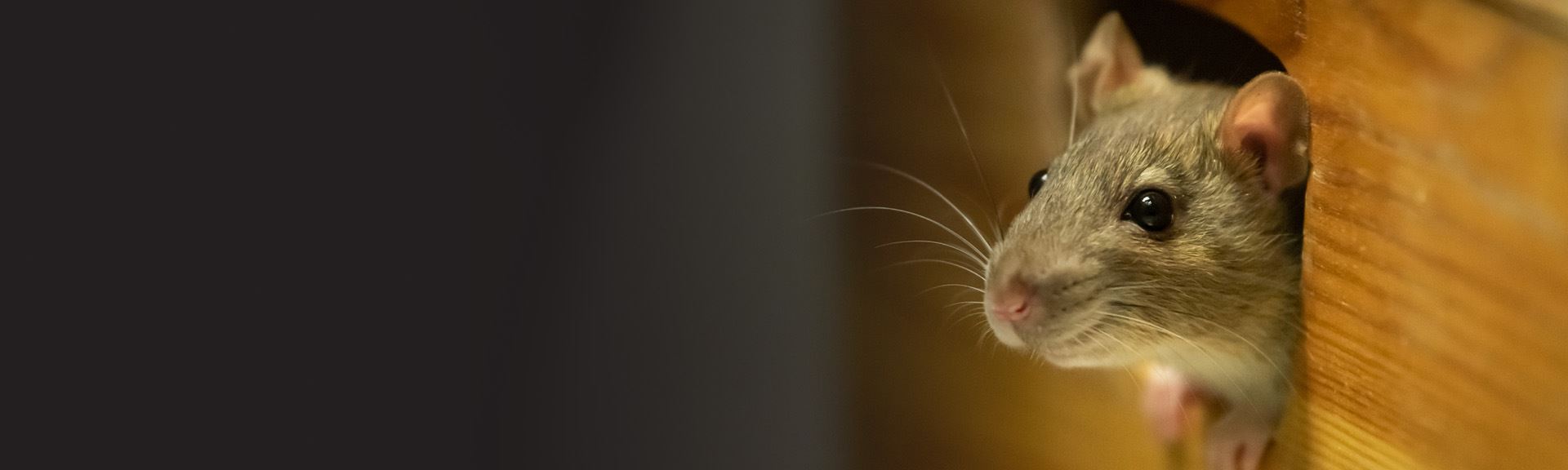 Annual Rodent Control Issue] Why Do Rodents Gnaw? - Pest Control